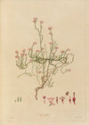 Delineations of exotick plants cultivated in the Royal gardens at Kew Pl.21