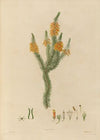 Delineations of exotick plants cultivated in the Royal gardens at Kew Pl.24