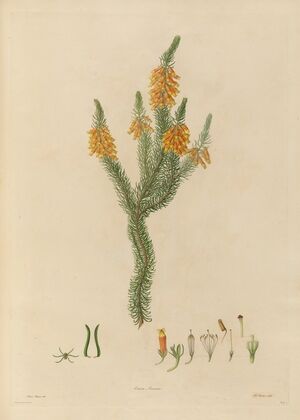 Delineations of exotick plants cultivated in the Royal gardens at Kew Pl.24