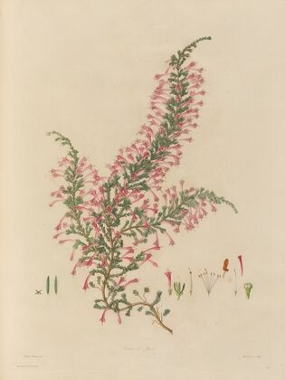 Delineations of exotick plants cultivated in the Royal gardens at Kew Pl.28