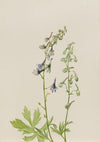 Delphinium (Delphinium scopulorum) (ca. 1930s)