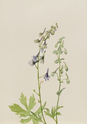 Delphinium (Delphinium scopulorum) (ca. 1930s)