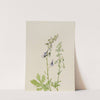 Delphinium (Delphinium scopulorum) (ca. 1930s) by Mary Vaux Walcott