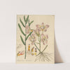 Dendrobium Calceolaria by William Jackson Hooker