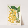 Dendrobium chrysotoxum by Charles Antoine Lemaire