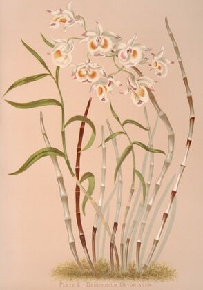 Dendrobium Devonianum (1885)