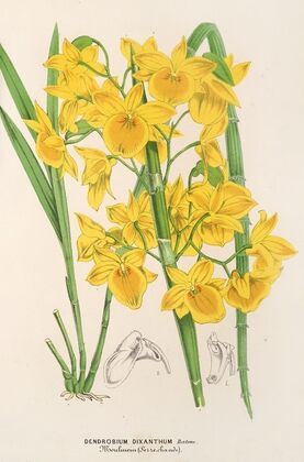 Dendrobium dixanthum
