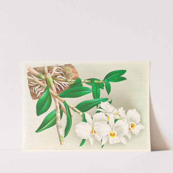 Dendrobium infundibulum by Jean Jules Linden