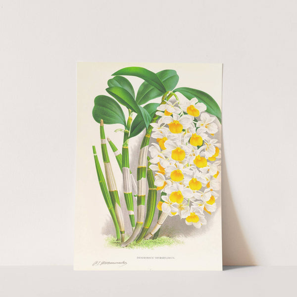 Dendrobium thyrsiflorum by Jean Jules Linden