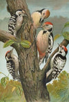 Dendrocopus medius, Dendrocopus minor