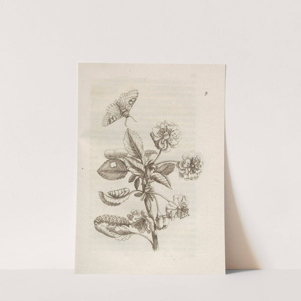 Der Raupen wunderbare Verwandelung und sonderbare Blumen-Nahrung Pl.010 (1679-1683) by Maria Sibylla Merian