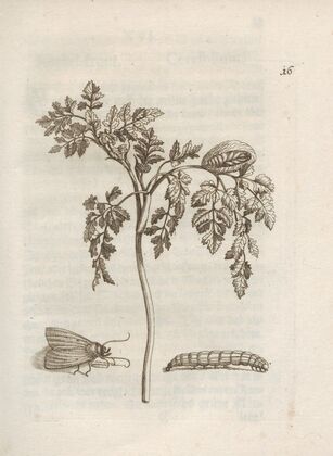 Der Raupen wunderbare Verwandelung und sonderbare Blumen-Nahrung Pl.017