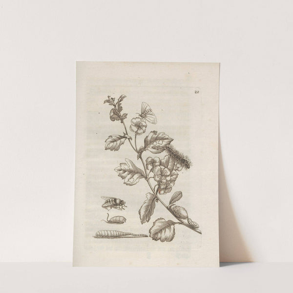 Der Raupen wunderbare Verwandelung und sonderbare Blumen-Nahrung Pl.021 (1679-1683) by Maria Sibylla Merian