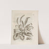 Der Raupen wunderbare Verwandelung und sonderbare Blumen-Nahrung Pl.037 (1679-1683) by Maria Sibylla Merian