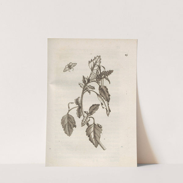 Der Raupen wunderbare Verwandelung und sonderbare Blumen-Nahrung Pl.042 (1679-1683) by Maria Sibylla Merian