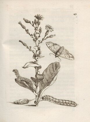 Der Raupen wunderbare Verwandelung und sonderbare Blumen-Nahrung Pl.044