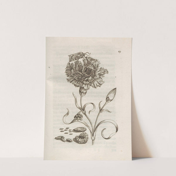 Der Raupen wunderbare Verwandelung und sonderbare Blumen-Nahrung Pl.050 (1679-1683) by Maria Sibylla Merian