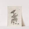 Der Raupen wunderbare Verwandelung und sonderbare Blumen-Nahrung Pl.059 (1679-1683) by Maria Sibylla Merian