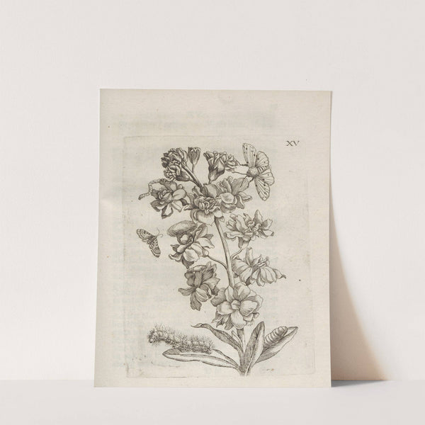 Der Raupen wunderbare Verwandelung und sonderbare Blumen-Nahrung Pl.066 (1679-1683) by Maria Sibylla Merian