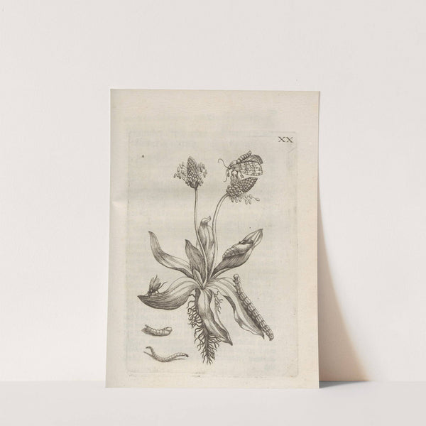 Der Raupen wunderbare Verwandelung und sonderbare Blumen-Nahrung Pl.071 (1679-1683) by Maria Sibylla Merian