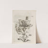 Der Raupen wunderbare Verwandelung und sonderbare Blumen-Nahrung Pl.072 (1679-1683) by Maria Sibylla Merian