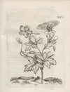 Der Raupen wunderbare Verwandelung und sonderbare Blumen-Nahrung Pl.077