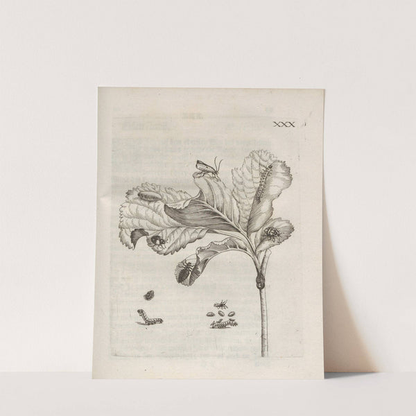 Der Raupen wunderbare Verwandelung und sonderbare Blumen-Nahrung Pl.081 (1679-1683) by Maria Sibylla Merian