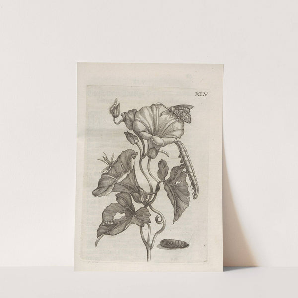 Der Raupen wunderbare Verwandelung und sonderbare Blumen-Nahrung Pl.096 (1679-1683) by Maria Sibylla Merian