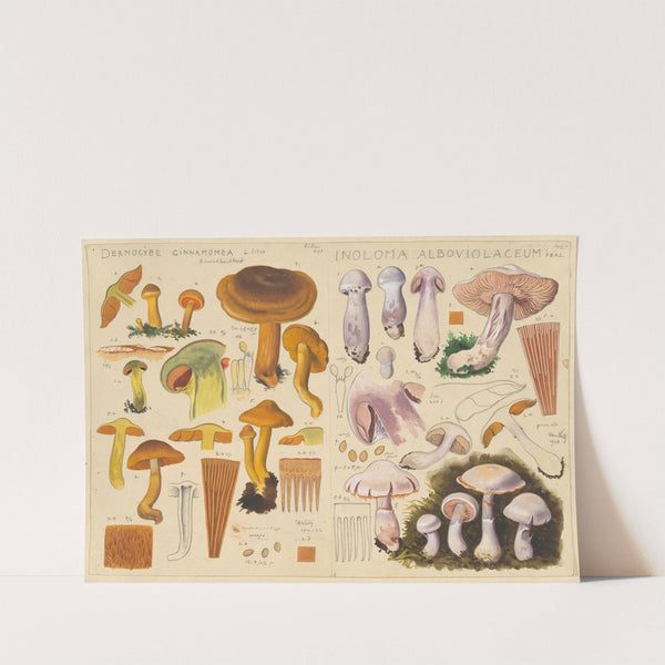 Dermocybe cinnamomea, Inoloma alboviolaceum (1915-1945) by Hans Walty