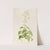 Description des plantes rares cultivees a Malmaison et a Navarre Pl.14 by Pierre Joseph Redouté
