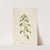 Description des plantes rares cultivees a Malmaison et a Navarre Pl.21 (1813) by Pierre Joseph Redouté
