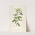 Description des plantes rares cultivees a Malmaison et a Navarre Pl.50 by Pierre Joseph Redouté