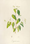 Description des plantes rares cultivees a Malmaison et a Navarre Pl.62