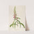 Description des plantes rares cultivees a Malmaison et a Navarre Pl.64 by Pierre Joseph Redouté
