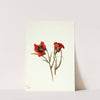 Desert Mariposa (Calochortus kennedyi) (1935) by Mary Vaux Walcott