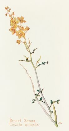 Desert Senna