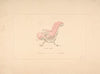 Design for Spanish Chair