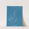 Desmarestia aculeata, young state by Anna Atkins