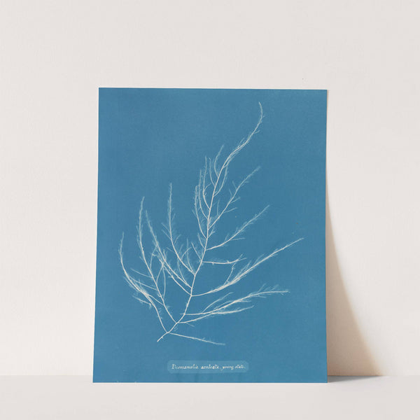 Desmarestia aculeata, young state by Anna Atkins