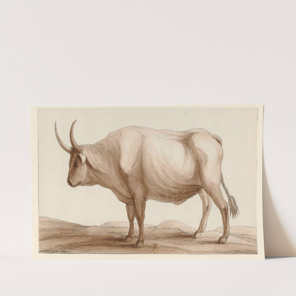 Dessin de vache (1777-1825) by Jean Jacques Lequeu