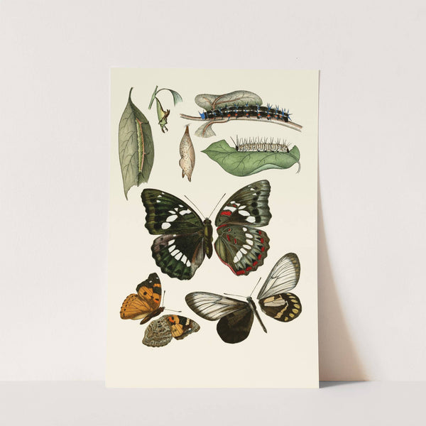 Deutsche entomologische Zeitschrift pl 1 by Gesellschaft Isis in Dresden