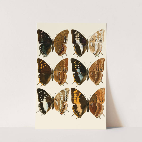 Deutsche entomologische Zeitschrift pl 3 by Gesellschaft Isis in Dresden