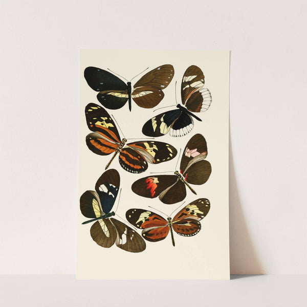 Deutsche entomologische Zeitschrift pl 5 by Gesellschaft Isis in Dresden