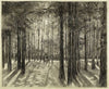 Deux enfants dans le bois de pins (1947)