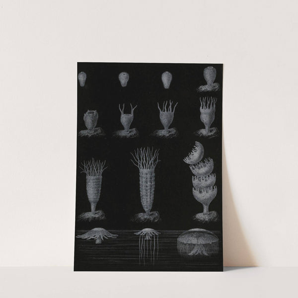 Développement de la Méduse (1866) by Alfred Frédol