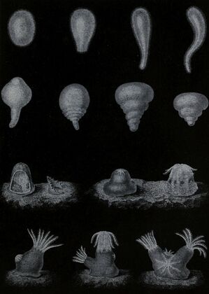 Développement du Corail