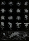 DÃ©veloppement d’un Mollusque