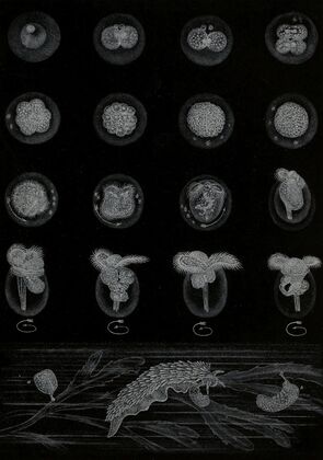 DÃ©veloppement d’un Mollusque