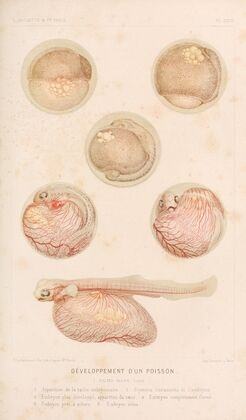 DÃ©veloppement d’un Poisson