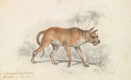 Dhole of Ceylon (1837)